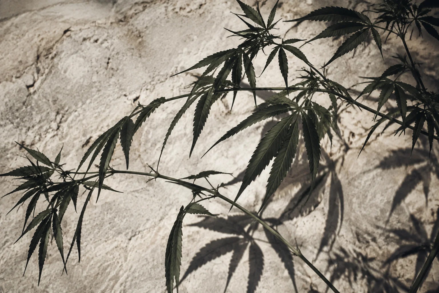 Composition botanique de feuilles sur une pierre claire.