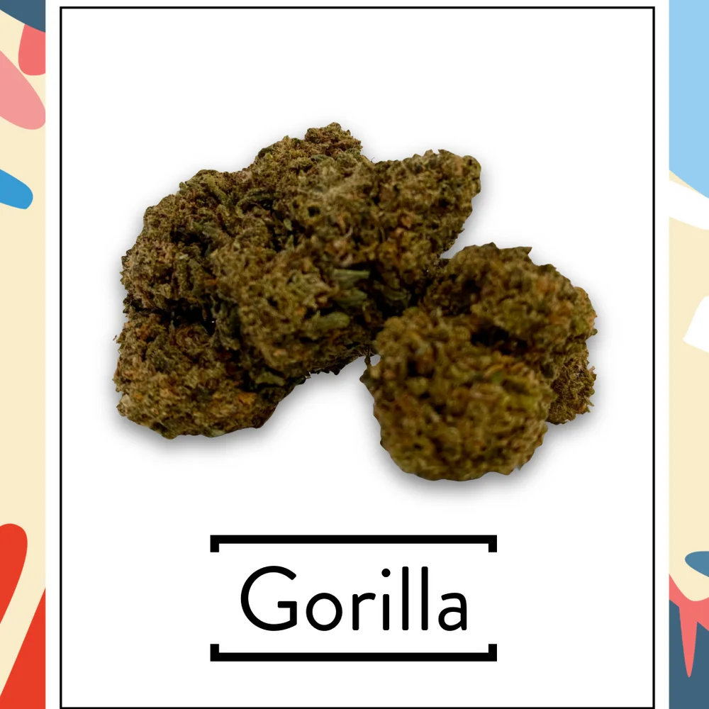 Gorilla
