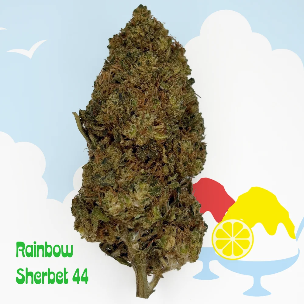 Rainbow Sherbet 44