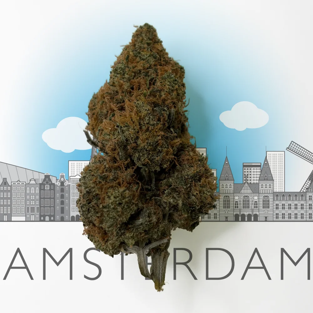 New Amsterdam