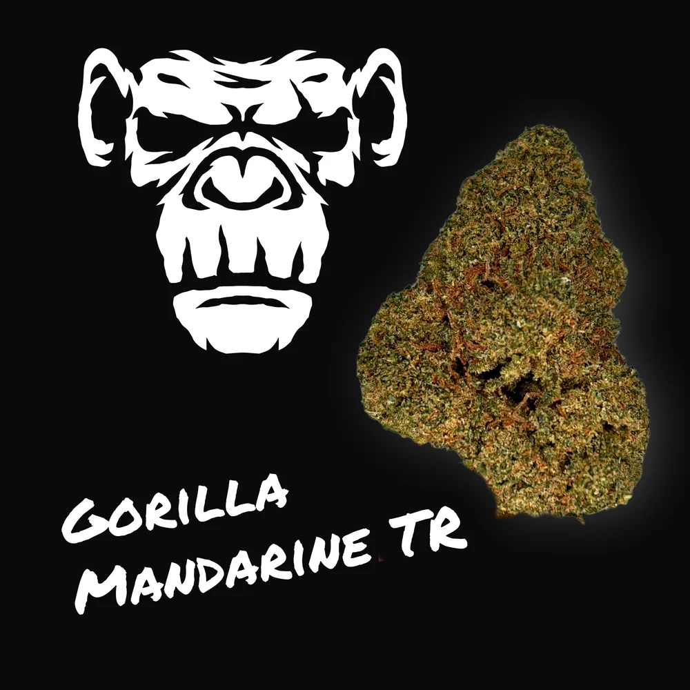 Gorilla Mandarine TR