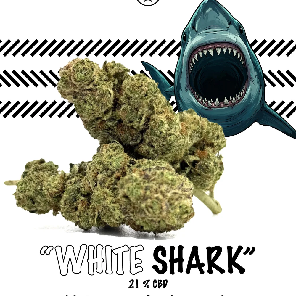 White Shark