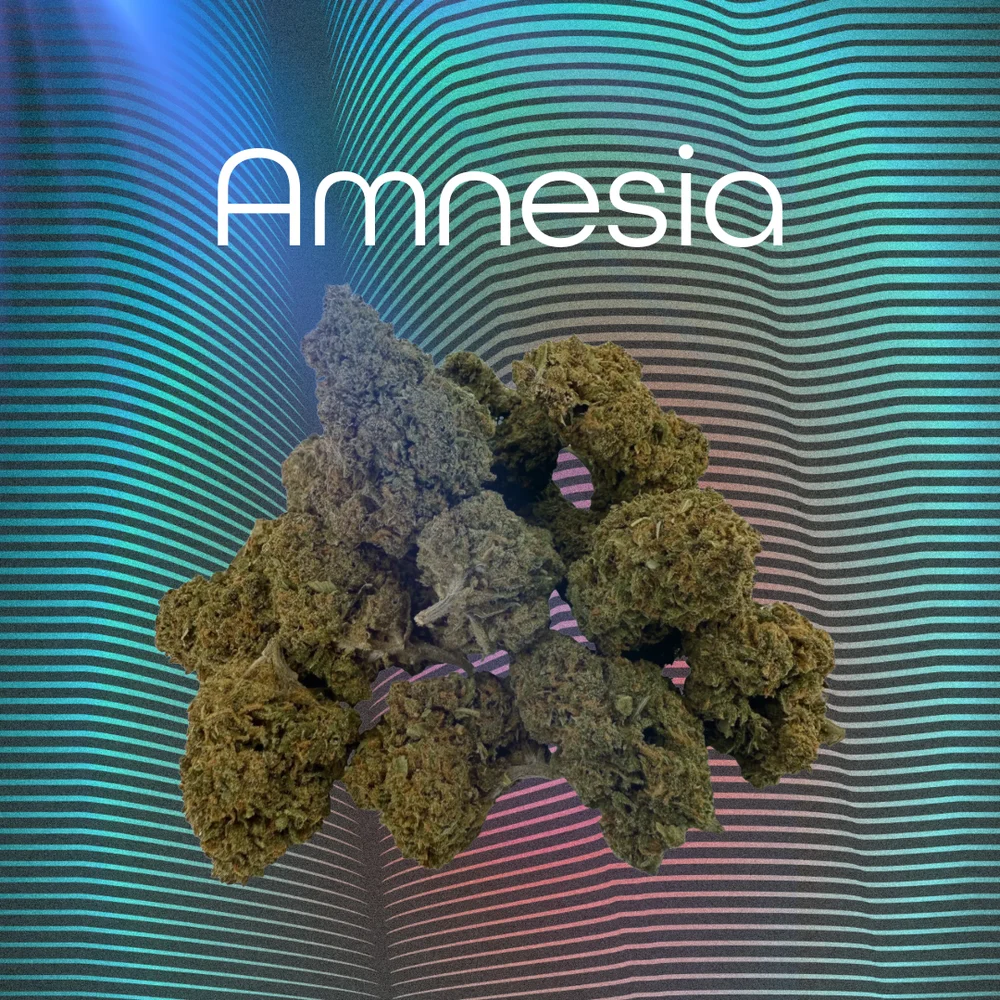 Amnesia